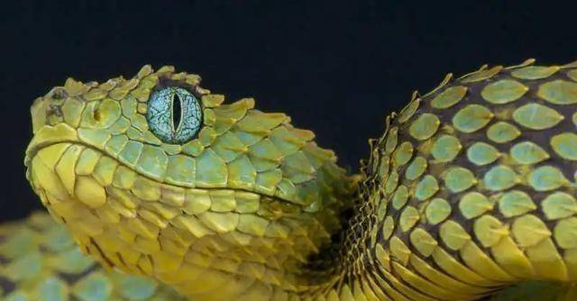 都知道毒蛇有毒,但你知道世界上的毒王是哪种蛇吗?