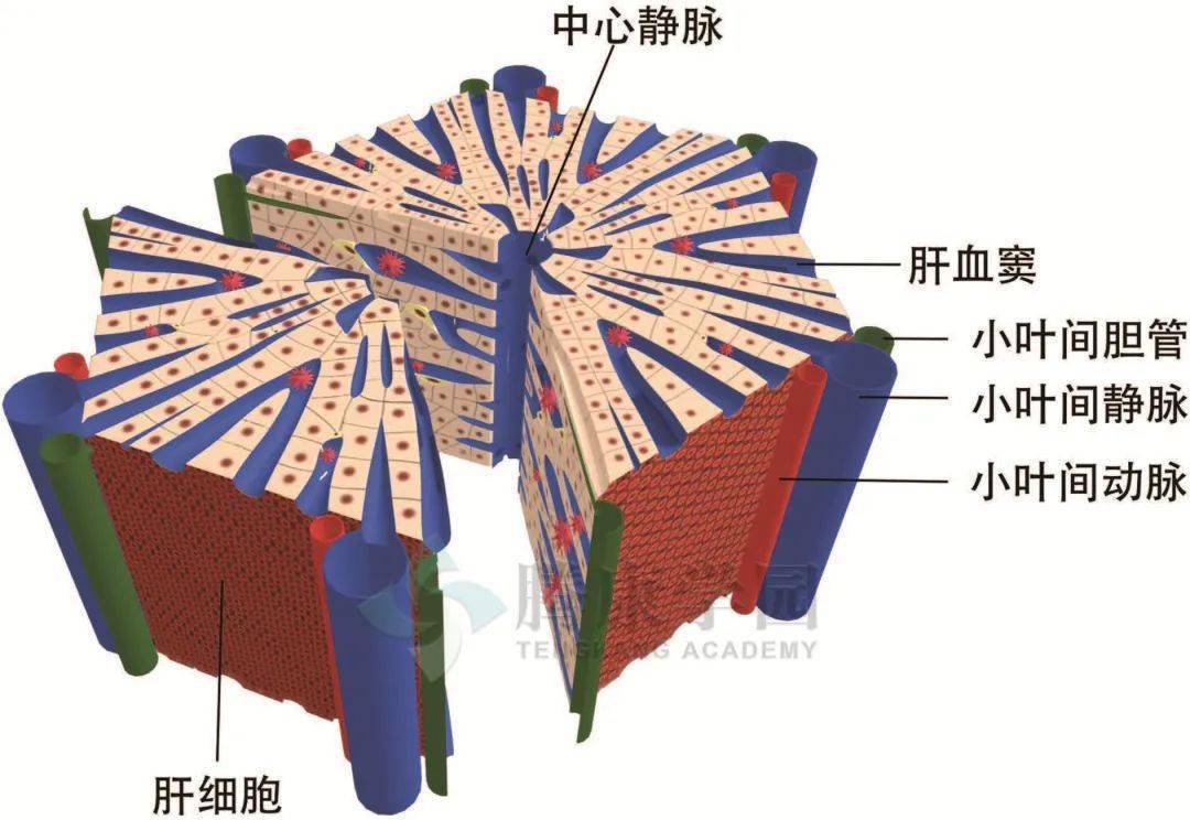 肝血窦图图片