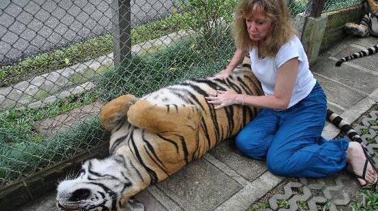 如果猫的体型和老虎一样大，它会和老虎一样危险吗？且看理性分析