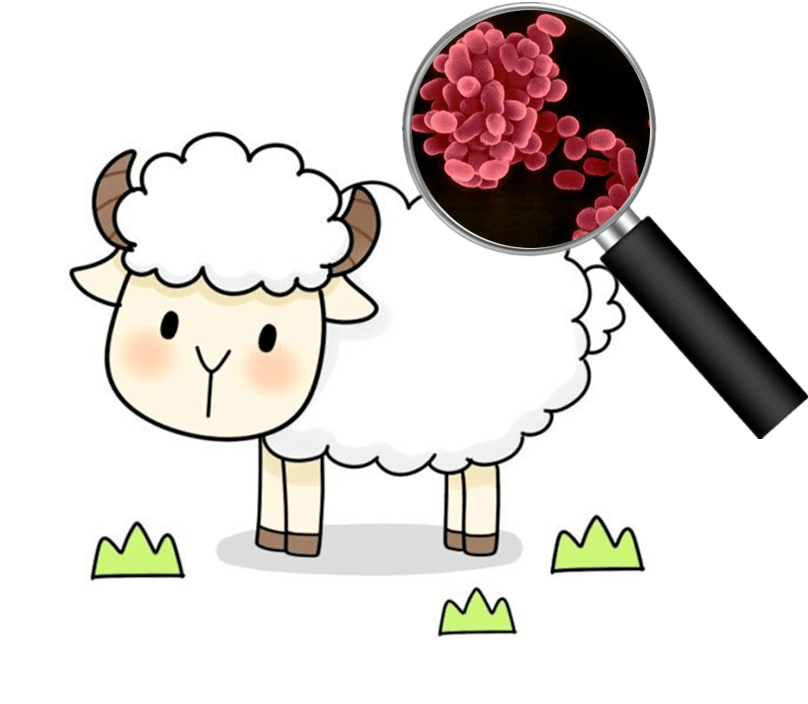 布鲁氏菌_动物_part