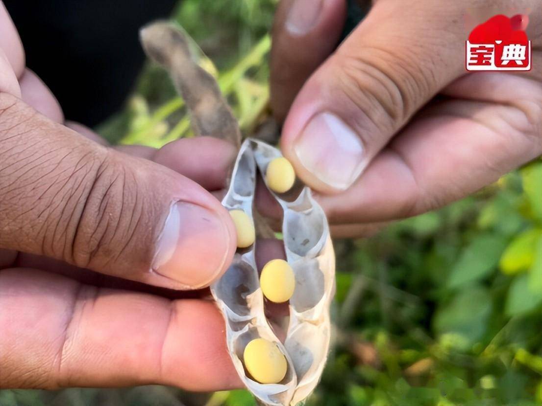 "黄金豆"中豆41,油6019粒粒生金促增收,观摩现场受热捧_许科_大豆