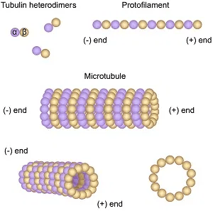 侧面增二聚体,拓展成为片层;微管中微管蛋白二聚体头尾相接形成原纤维