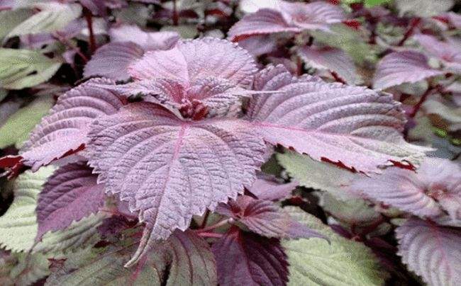 "屠苏"本意来自于房屋,屠苏酒也随御寒手段而演变_王安石_百姓_植物