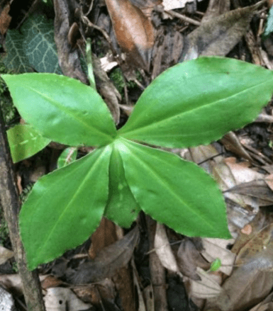 这种植物的根堪比人参,野生很稀少,30元一斤,农民都不愿意卖_中草药