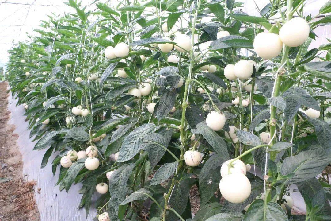 石林人参果技术传捷报_种植_果率_圭山镇