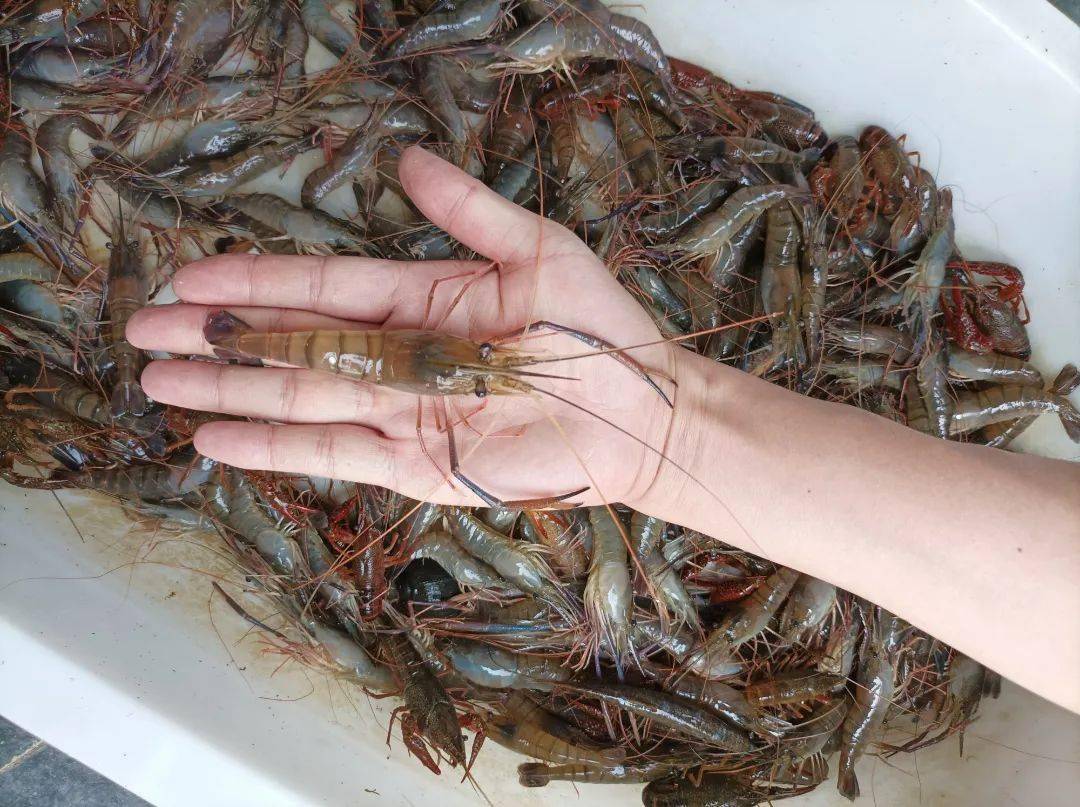 三种新型罗氏沼虾养殖模式,亩产值增加1500元以上!_河蟹_池塘_全区