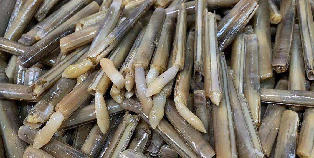 海蛏子又叫竹节蛏,青子,是一种营养丰富,味道鲜美的海鲜,新鲜的海蛏子