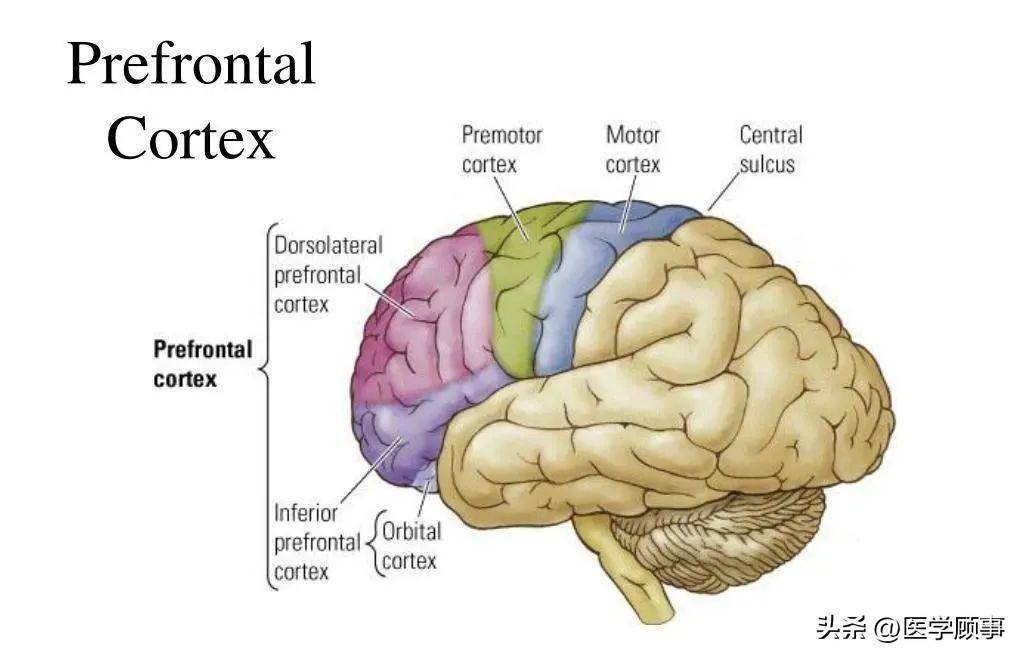 研究团队专门研究了背侧前额皮层(dorsolateral prefrontal cortex