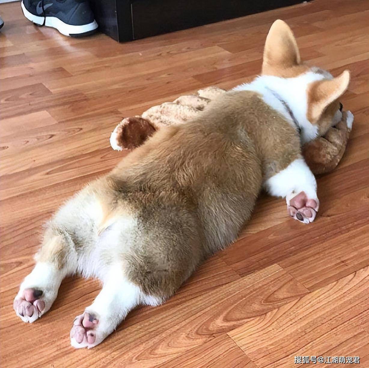 腿短的小柯基，饲养的人很多，它有什么魔力？_搜狐网