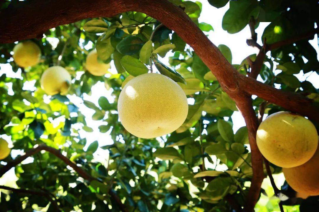 景区_沙建镇_古村