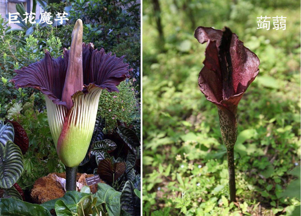 传说的 尸香魔芋 居然还能吃 吃过的还都说好 想吃就吃全享吃 小包装 块茎 海藻