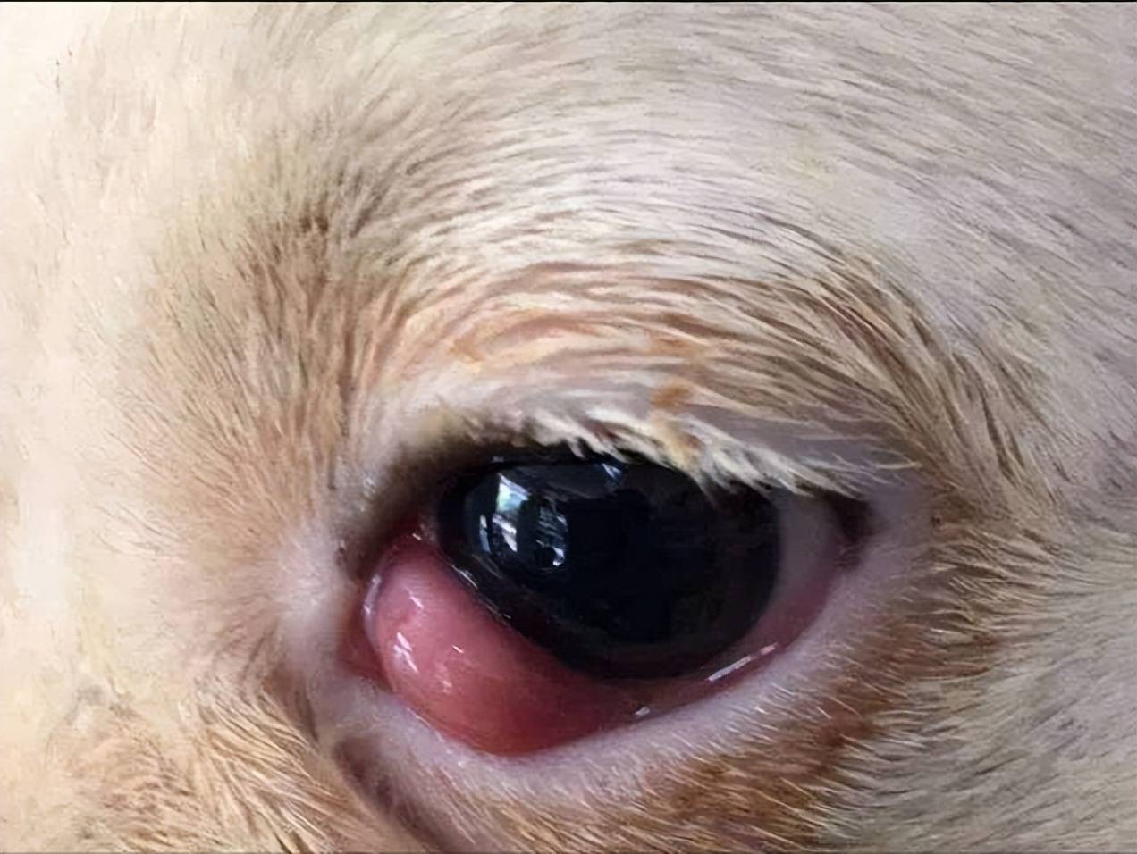 【症状】幸运的是治愈结膜炎并不难,如果你发现你的宠物眼睛发红和