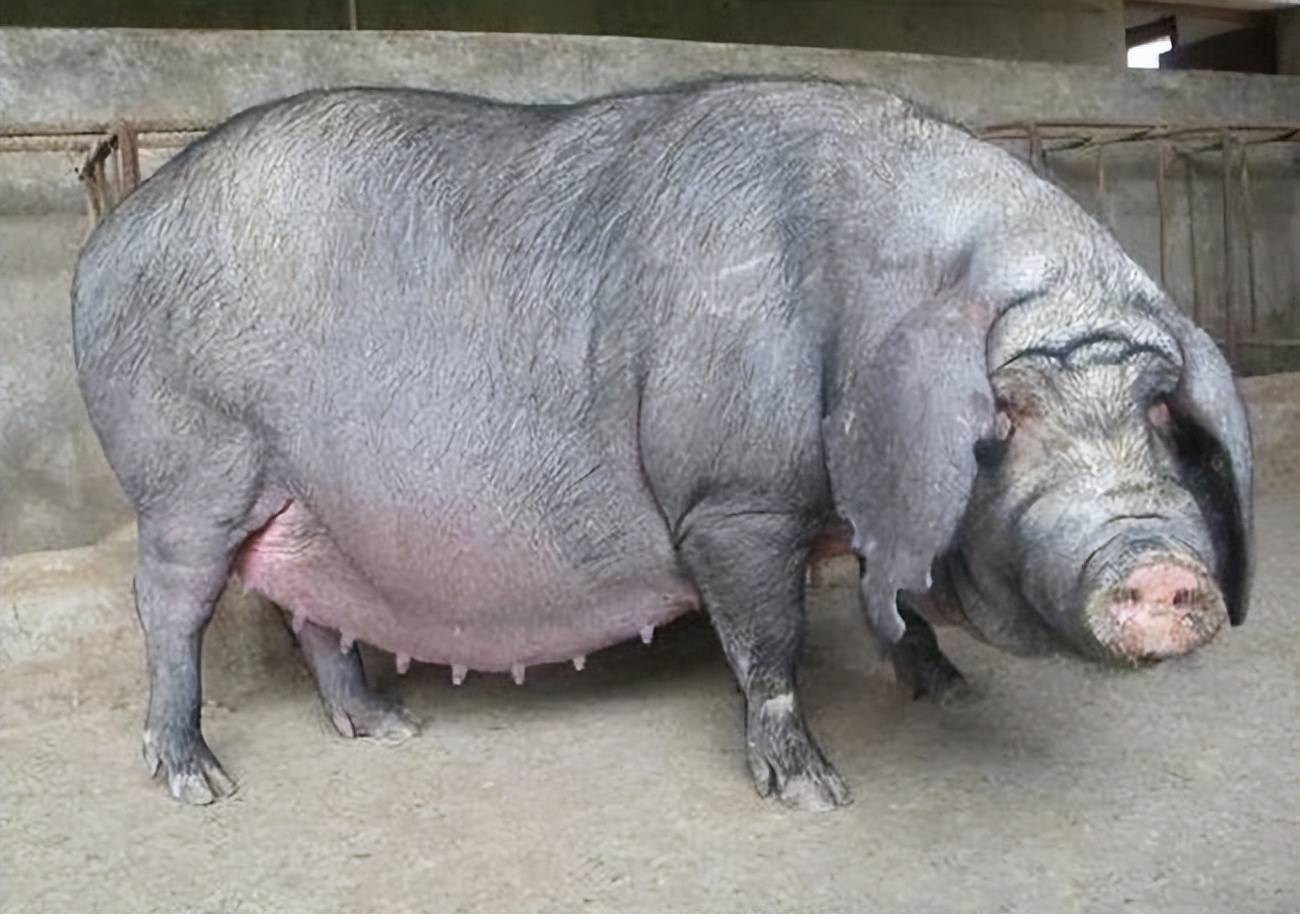 母荷兰猪怀孕初期图片图片
