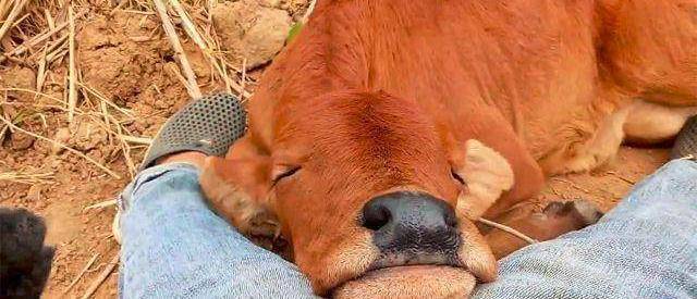 头一回看到会笑的牛,被主人抚摸还咧嘴笑,大门牙好可爱!