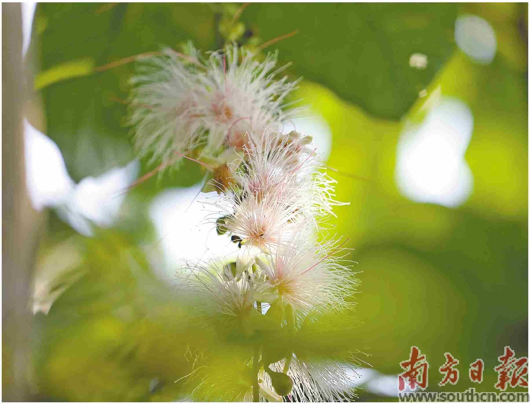 玉蕊数量面积均居全国之首_杨锋_保护_红树林