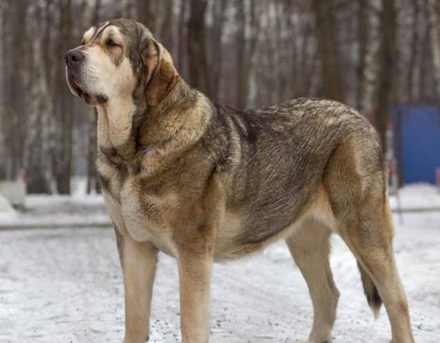 同大多数的敖犬一样西班牙獒犬的性情也是十分的不稳定,驯养它们是