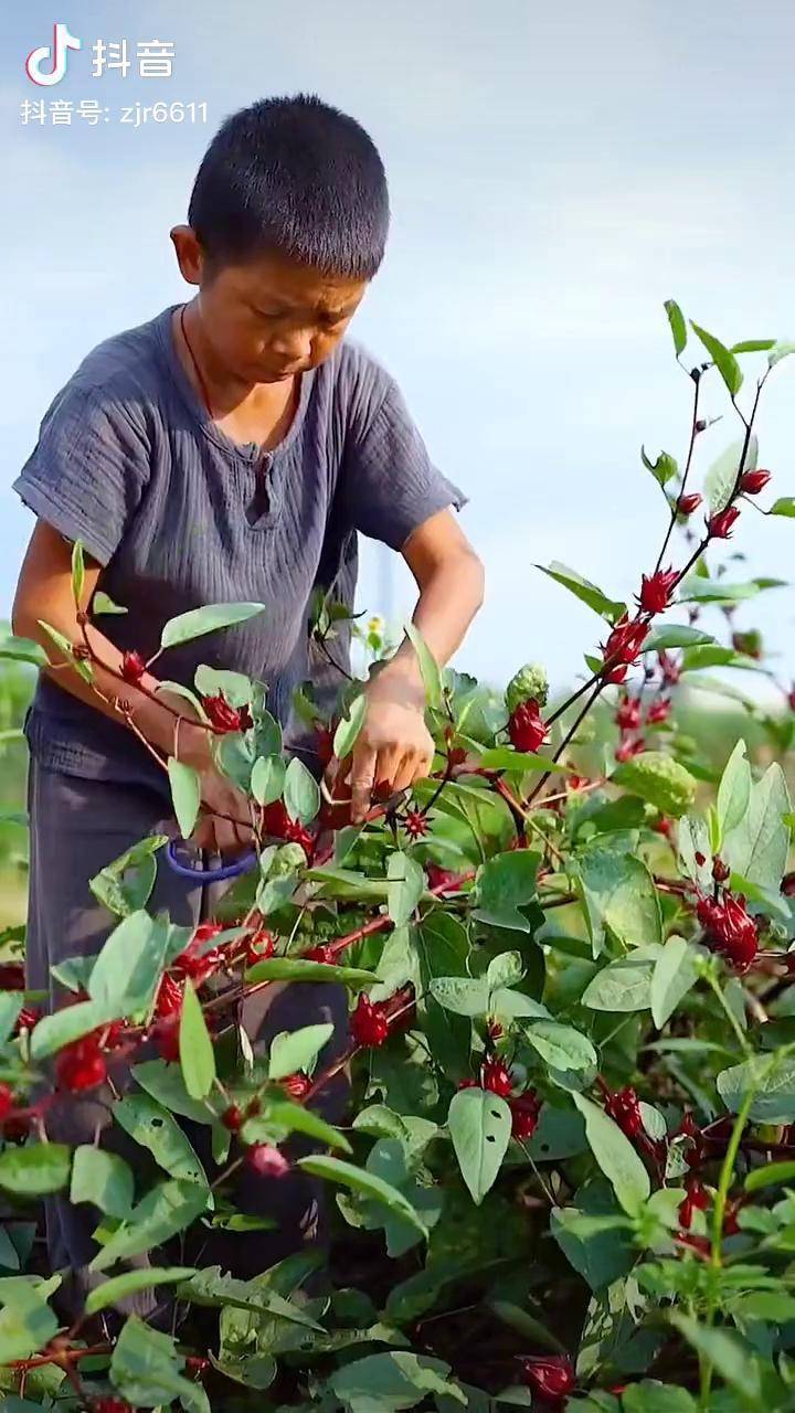 我太喜欢这个洛神花茶了,喝起来有点像酸梅汤的味道洛神花 夏天的味道