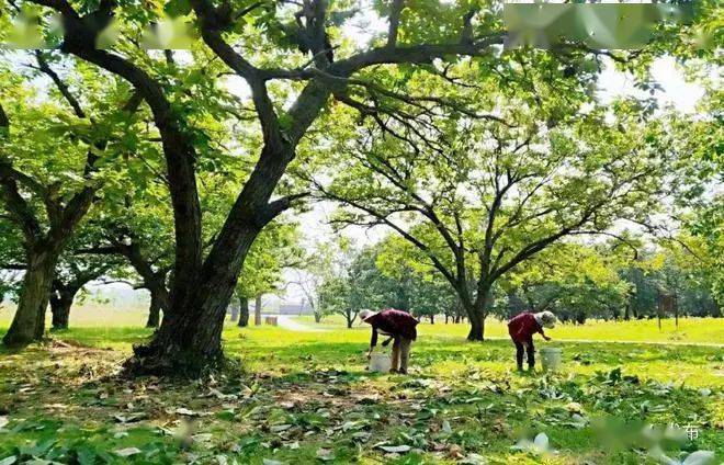 江西新河镇图片