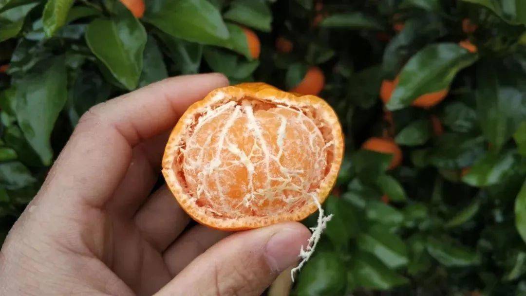 关于柑橘浮皮的原因和注意事项