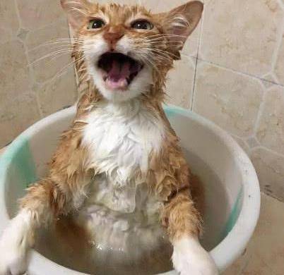 网友给大橘猫洗澡,它乖巧得像个三好学生,这猫成精了吧!