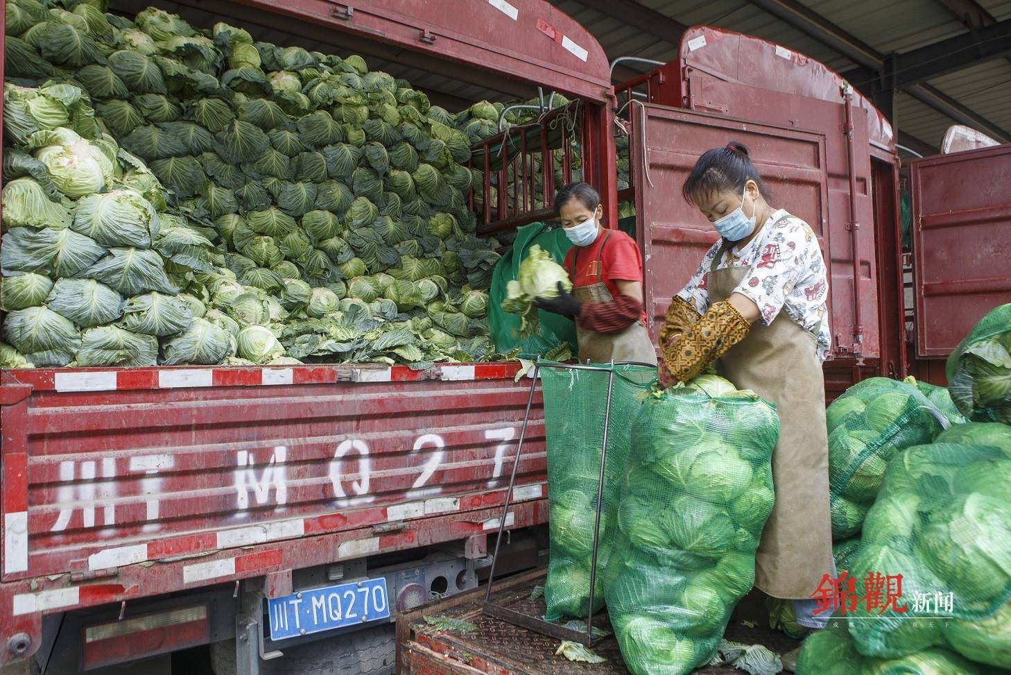 西南最大"菜篮子":交易旺盛,价稳量足_段先生_蔬菜_市场