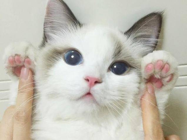 养布偶猫有什么好处?7大好处,让你从此爱上它_主人_猫咪_叫声