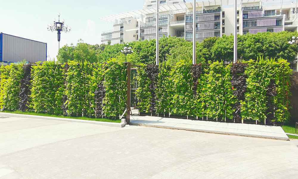 另外,关于垂直植物墙还分为两种,一种是仿真植物墙,即采用假植物制作