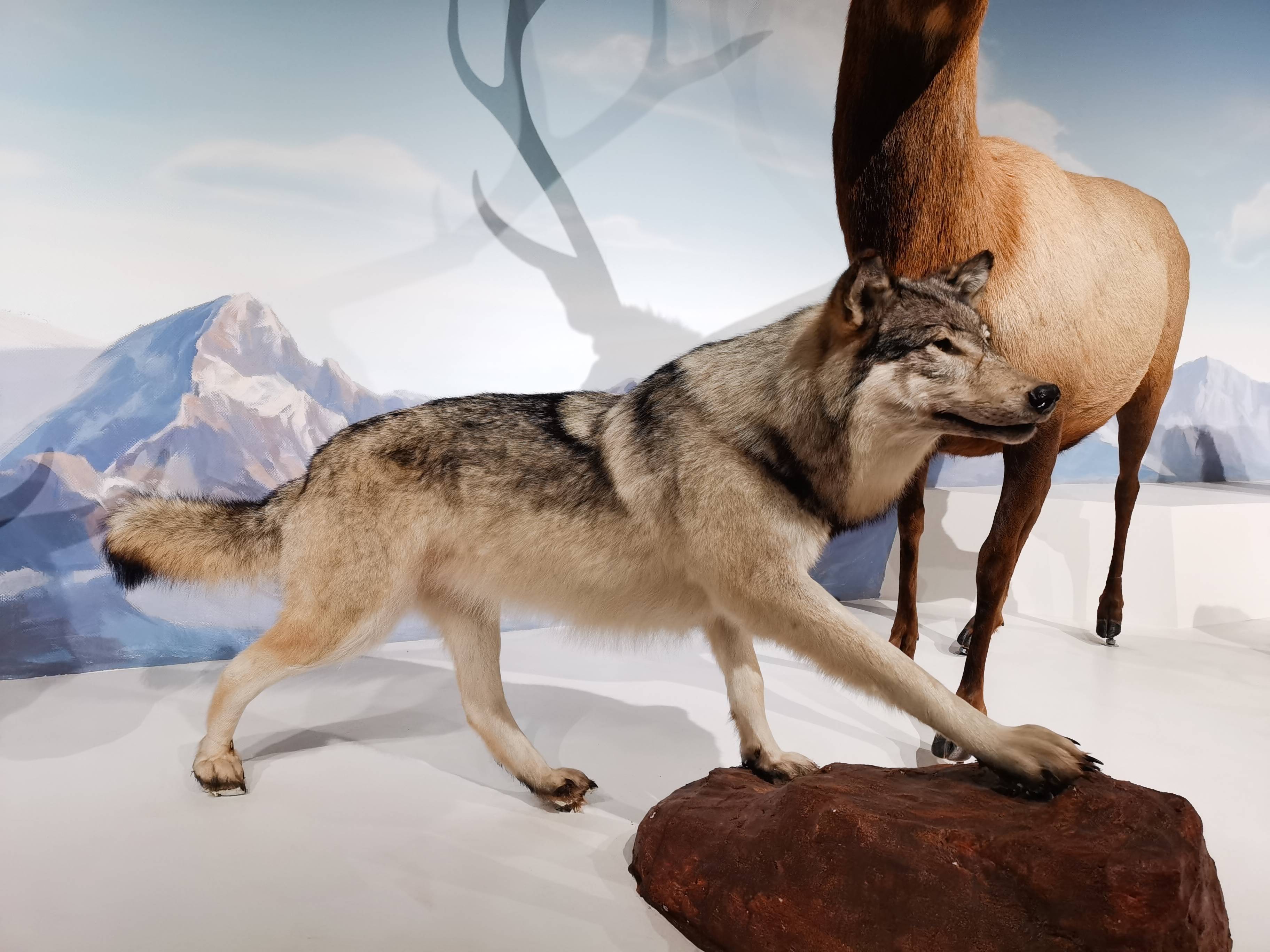 大厅东侧墙壁上,有贝林博士的简介及基金会活动.