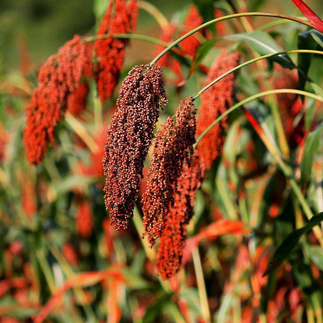 高粱seo 来自搜狐网