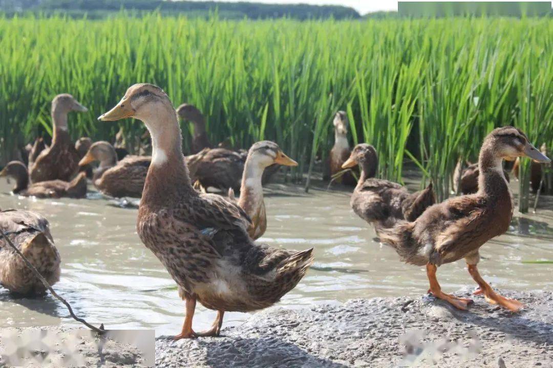 江宁一田双收,稻鸭共作绘就和谐美景!_街道_稻田_水稻