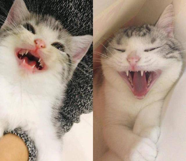 没想这画风…哈哈笑喷_猫咪_小时候_样子