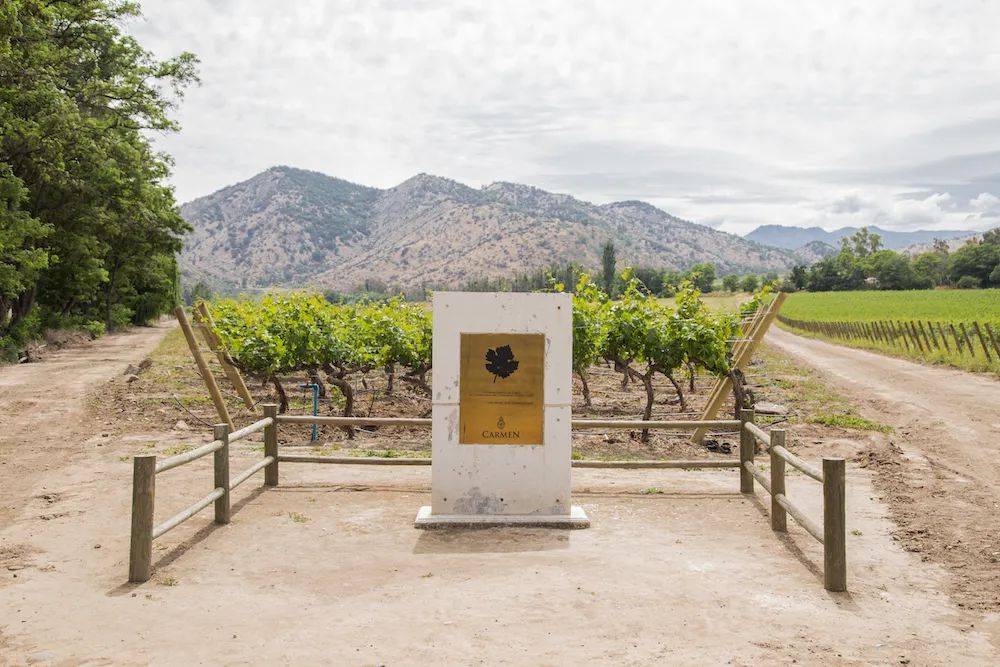 智利十八罗汉之卡门金标_酒庄_葡萄_佳美娜