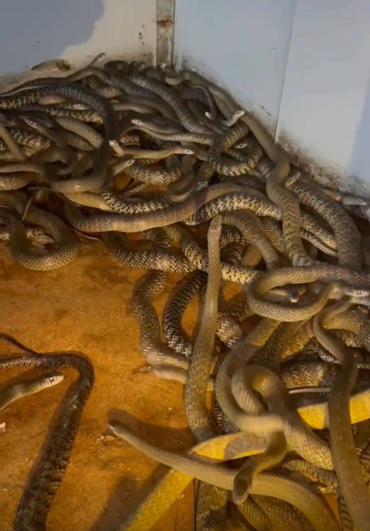 采用发酵床养蛇技术,蛇场无臭味,蛇健康效益好_李老板_养殖_操作