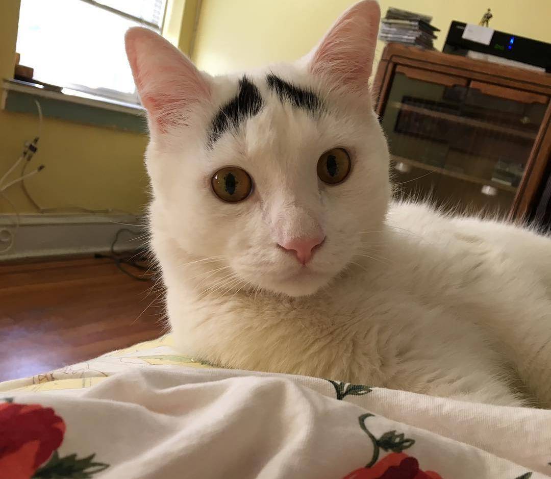 ins上一只叫sam的小猫,长了"眉毛",还是八字眉.