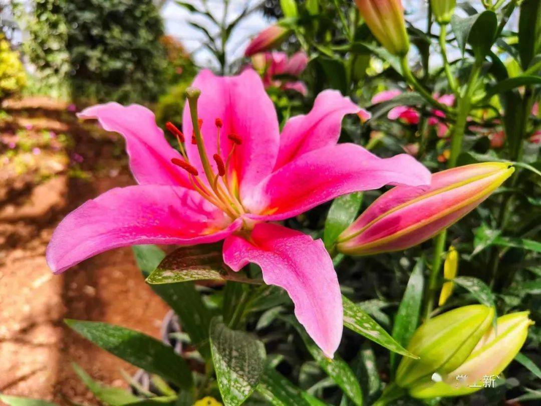 第四届中国凌源百合节耀世开幕!_博览园_花卉_家乡人