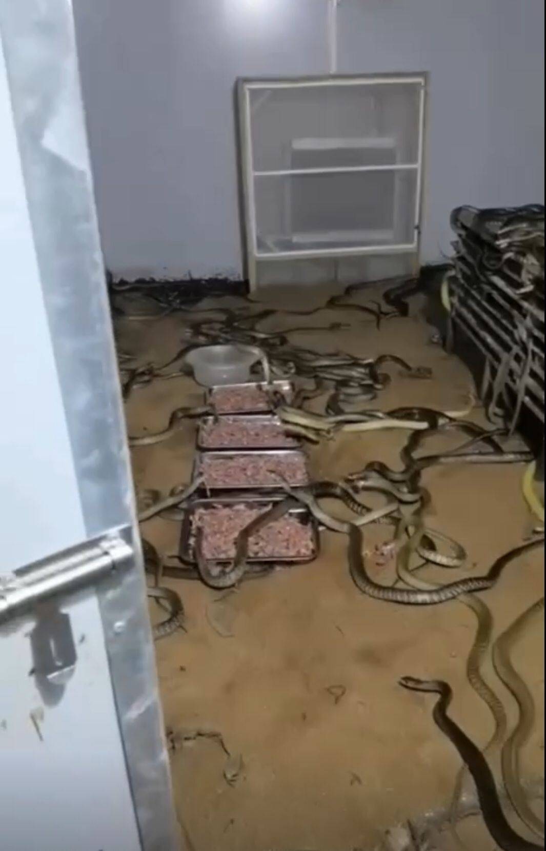 活蛇供应市场观察与趋势洞察