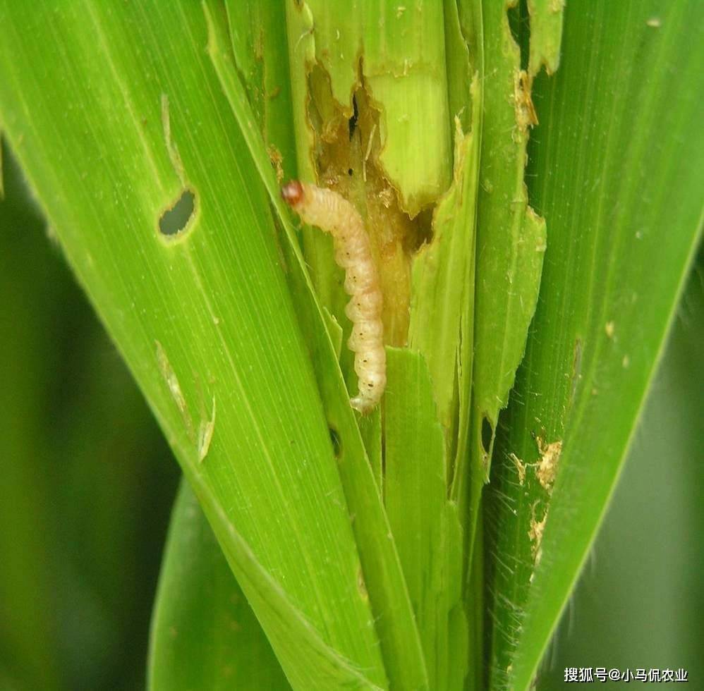 德州1500亩玉米地无人机抛洒"球",1亩地投放5个,消灭掉害虫卵_王瑞娟