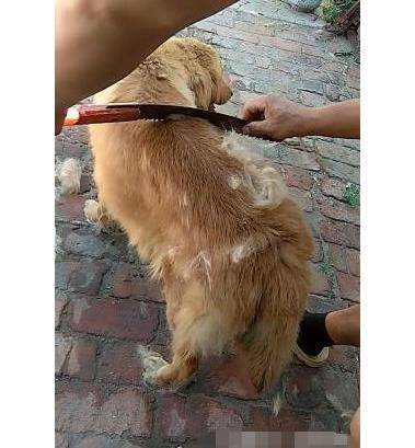 主人从背后拿出钢锯,金毛拔腿就跑,主人不解:不就是梳梳毛吗?