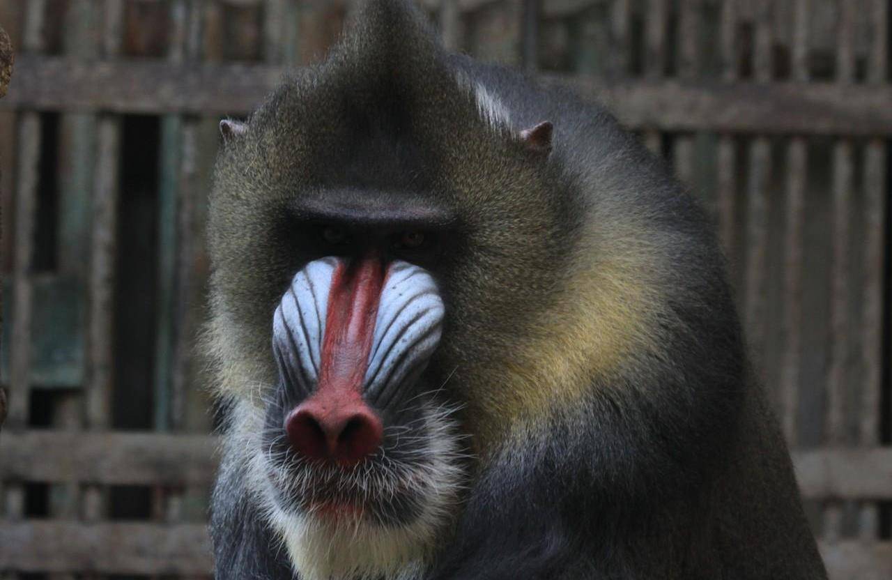 智商最高的猴子,老虎见了都绕道走,这长相看着都害怕!