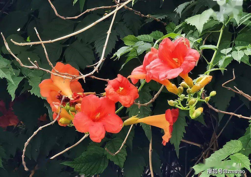 凌霄花凌霄_颜色_紫葳_气生根