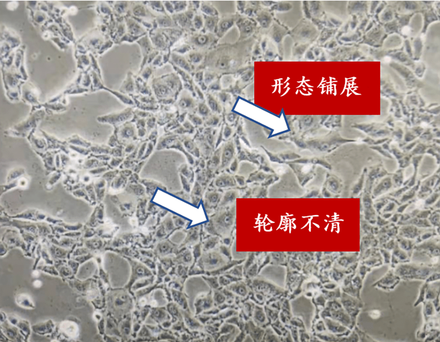 呈簇状是什么样子图片