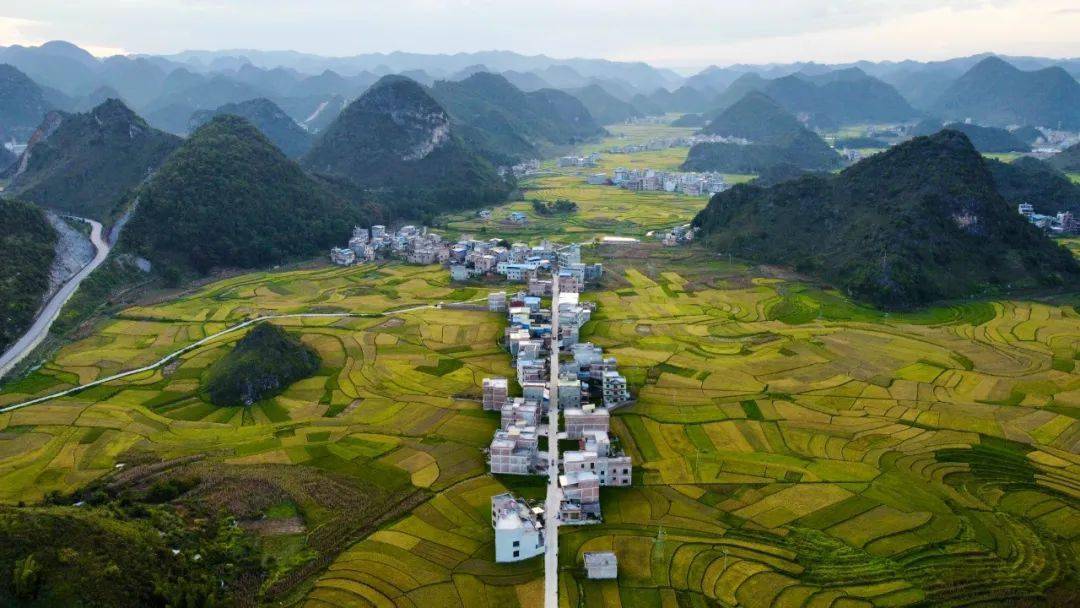 广南八宝,遇见丰收的田野_贡米_八宝镇_稻田