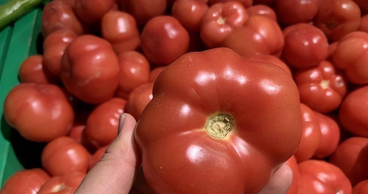 怎么分辨激素西红柿?