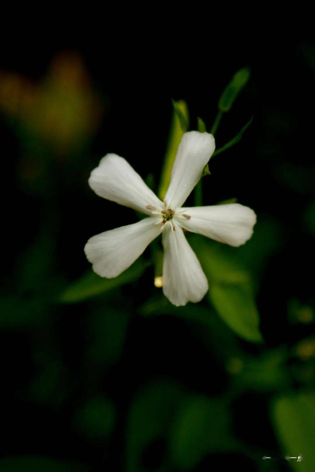 石碱花娇容_搜索_苏长荣_摄影