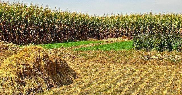 俗话说:"八月初四太阳照,谷仓老鼠要嬉闹",是啥预兆?_变化_天气_晴天