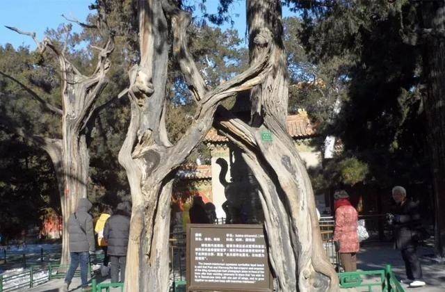 故宫里的活文物——古树名木