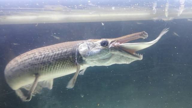 鳄雀鳝到底能不能吃?