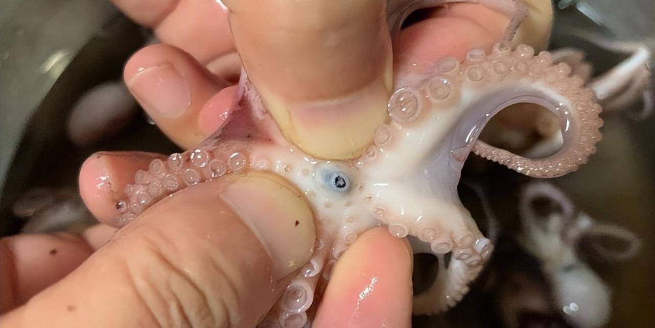 接着再把八爪鱼的头部由内而外的翻过来,取出里面的内脏和墨囊即可