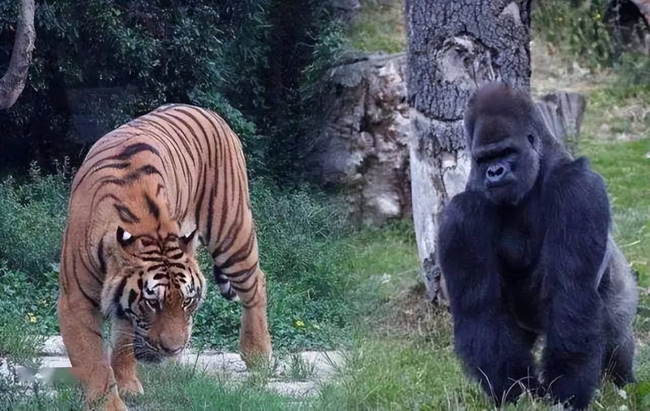 银背大猩猩遇到老虎会是什么结局呢?