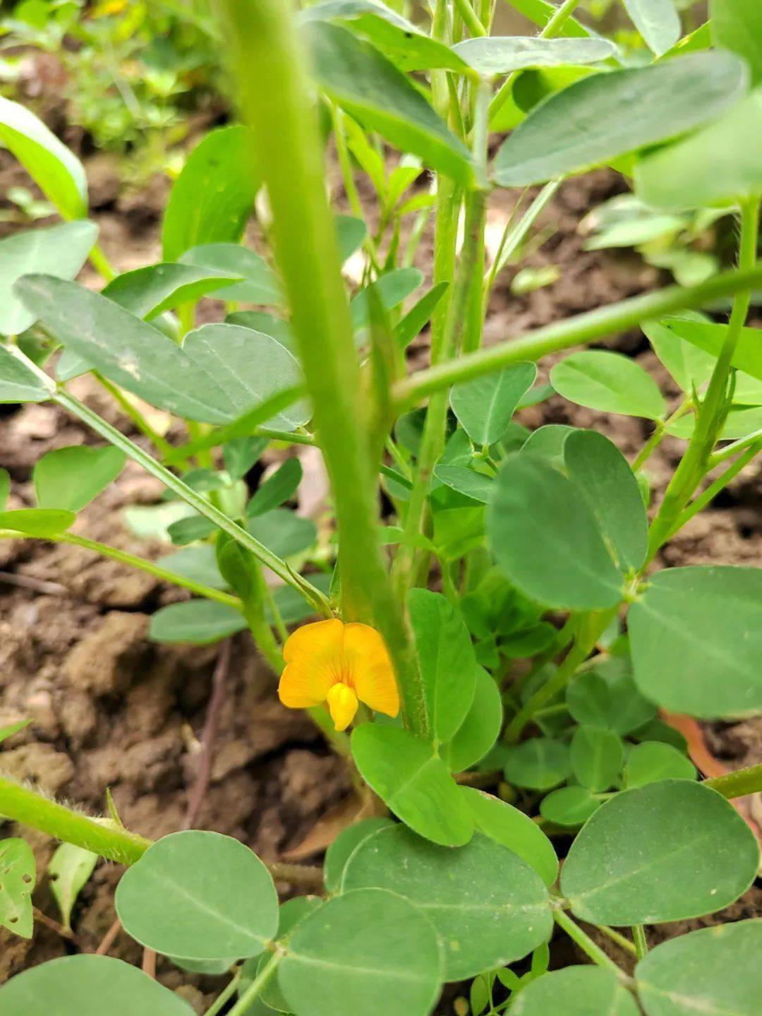 地上开花 地下结果 你猜到是什么植物了吗 丨花花万物 花生 子房 果实